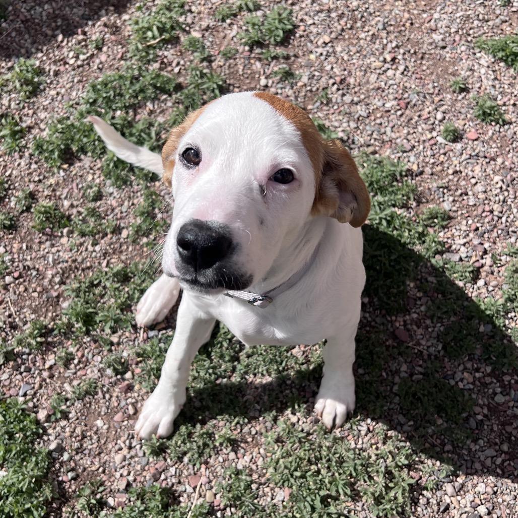Enlarge Tilly, a Adoptable Mixed Breed in Glenwood Springs, CO image 5/6