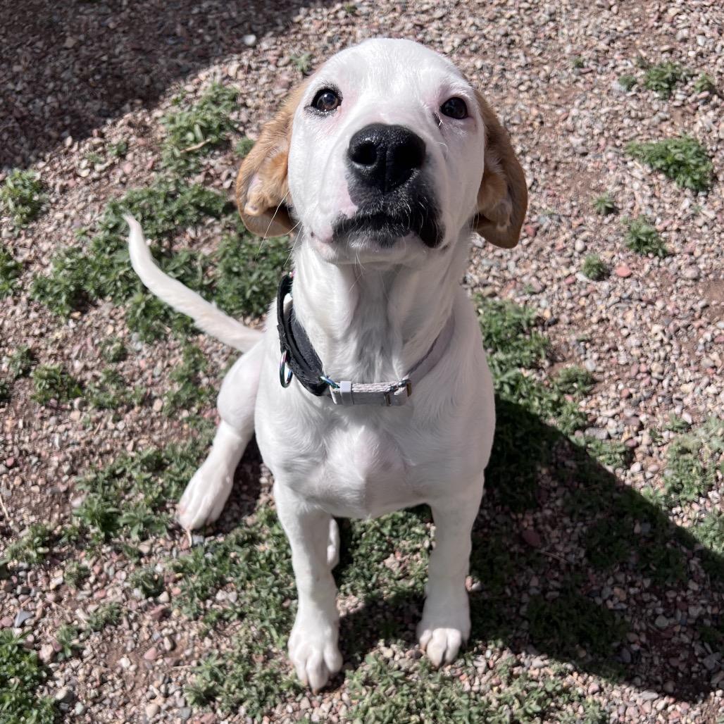 Enlarge Tilly, a Adoptable Mixed Breed in Glenwood Springs, CO image 6/6