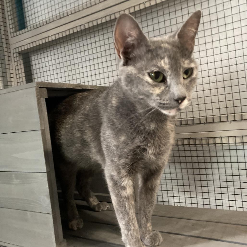 Apricot Jo-SD, a Adoptable Domestic Short Hair in Tallahassee, FL image 1/3