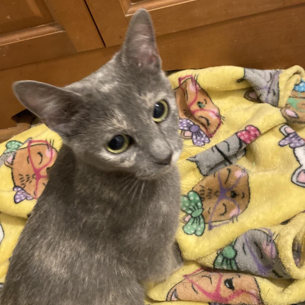 Apricot Jo-SD, a Adoptable Domestic Short Hair in Tallahassee, FL image 2/3