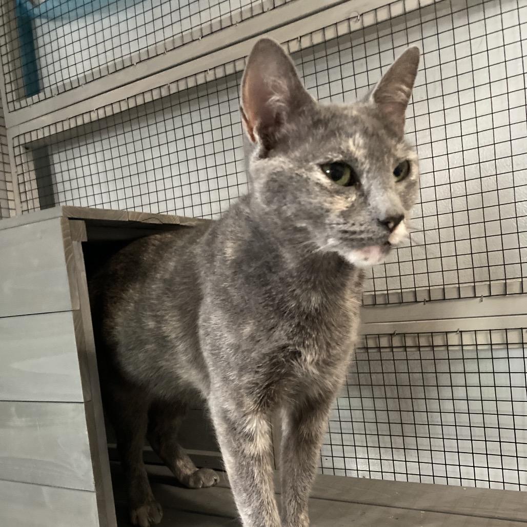 Apricot Jo-SD, a Adoptable Domestic Short Hair in Tallahassee, FL image 3/3