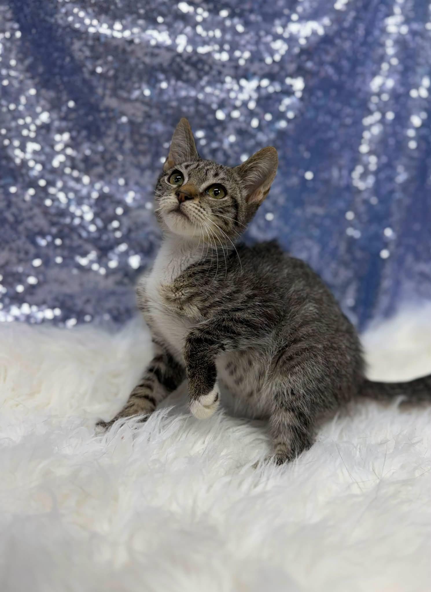 Dragon, Adoptable, Young Male Domestic Short Hair.