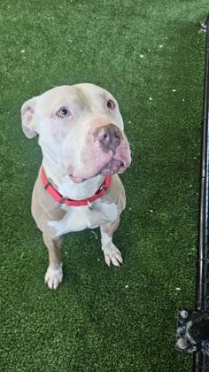 Timber — thumbnail 2