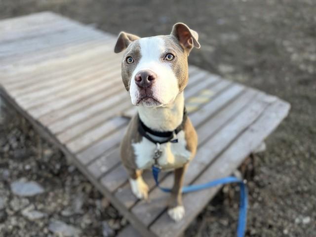 Enlarge CADET, a Adoptable mixed breed in Omaha, NE image 1/1