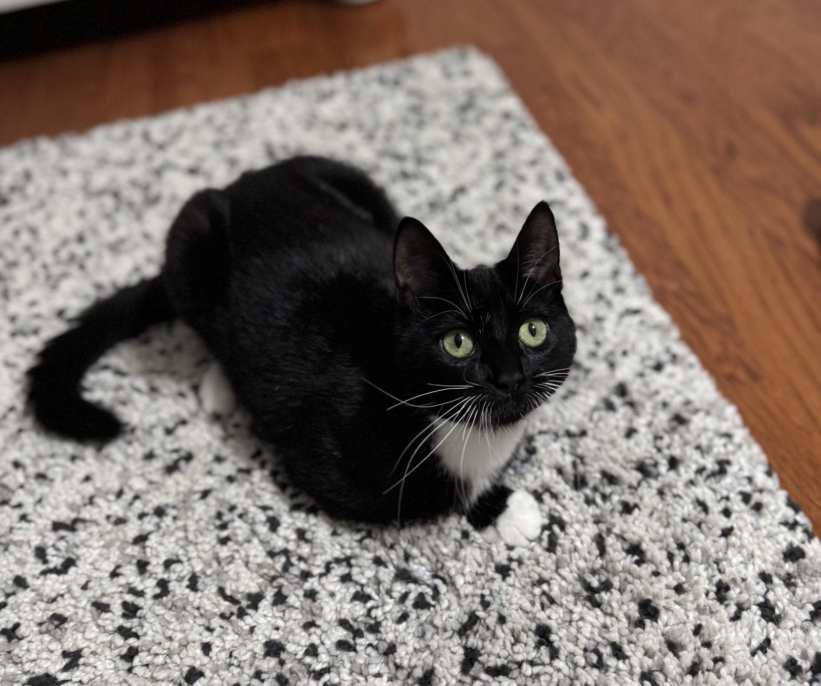 Gemma, Adoptable, Kitten Female Tuxedo & Domestic Short Hair.