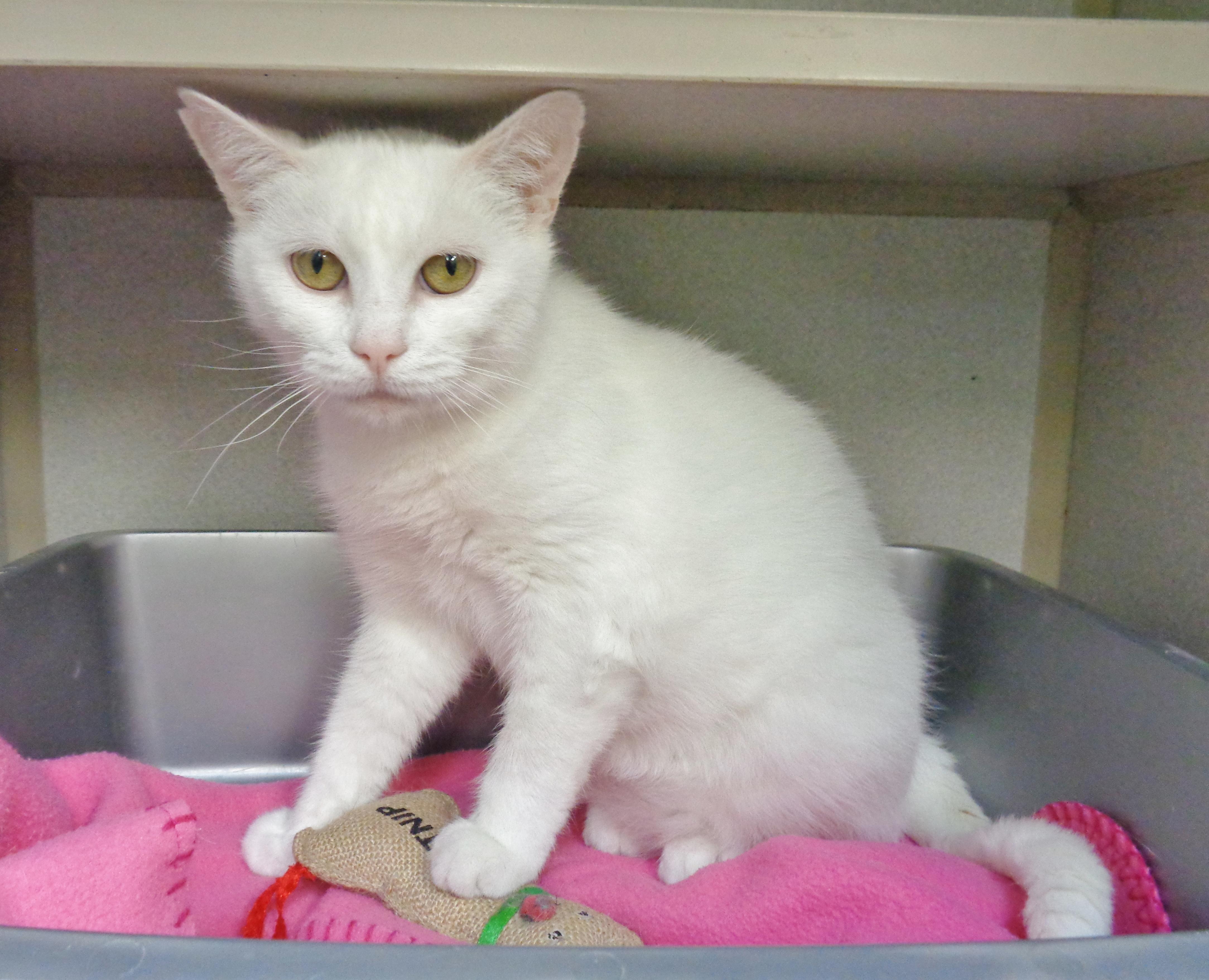 PANNA COTTA, ADOPTABLE, Young Female Domestic Short Hair.
