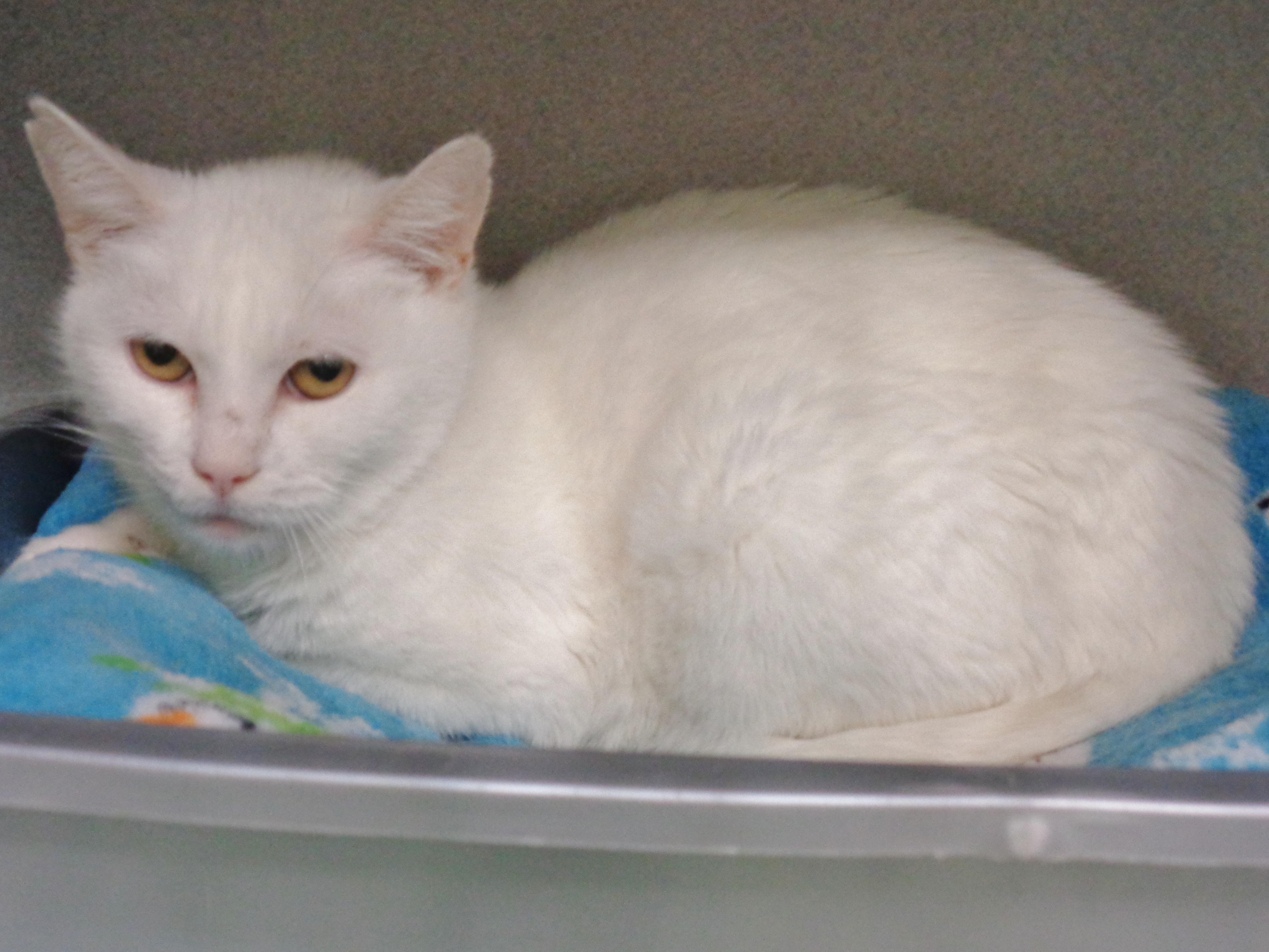 Enlarge PANNA COTTA, a ADOPTABLE Domestic Short Hair in Delhi, NY image 3/6
