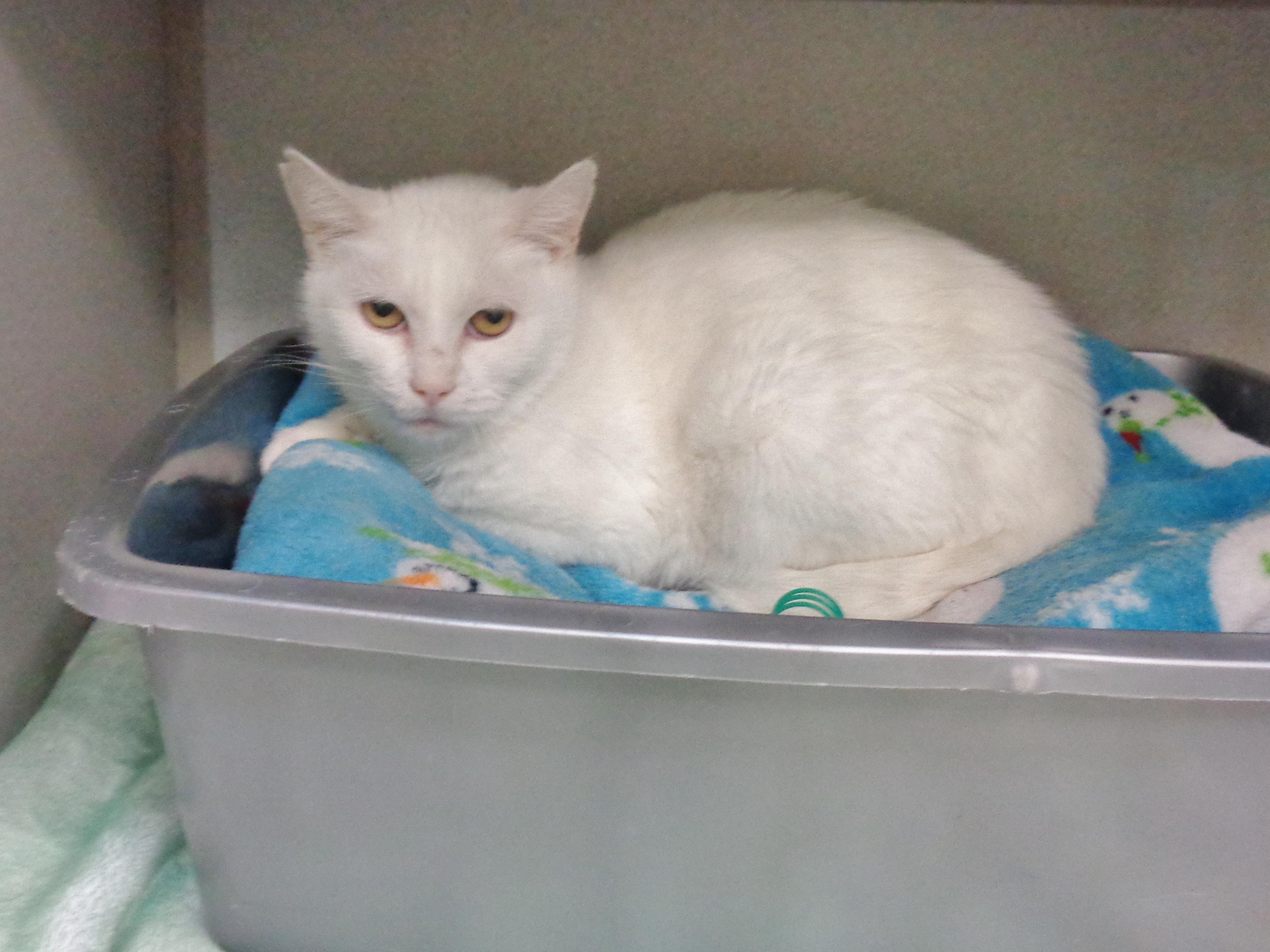 Enlarge PANNA COTTA, a ADOPTABLE Domestic Short Hair in Delhi, NY image 2/6