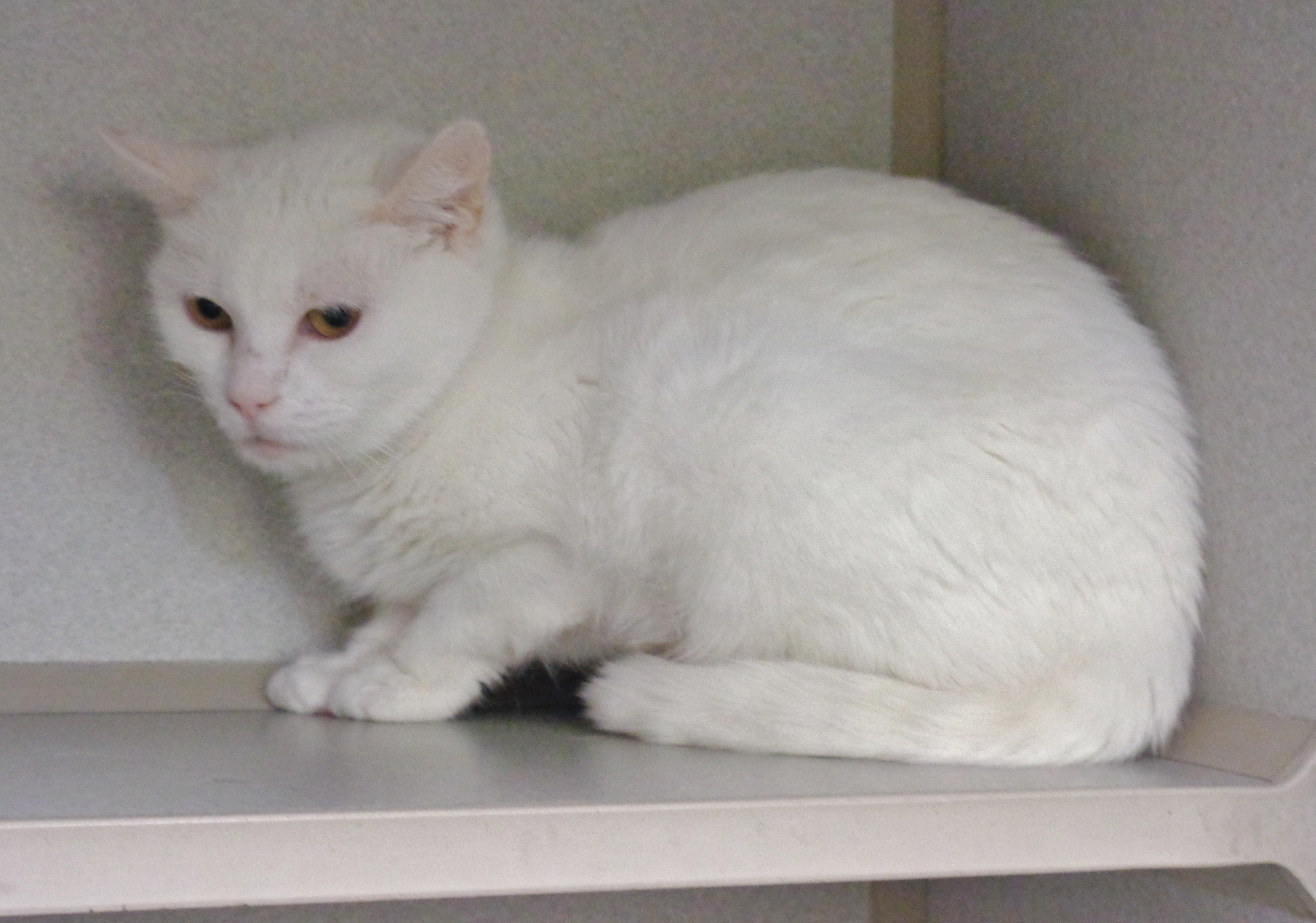 Enlarge PANNA COTTA, a ADOPTABLE Domestic Short Hair in Delhi, NY image 6/6