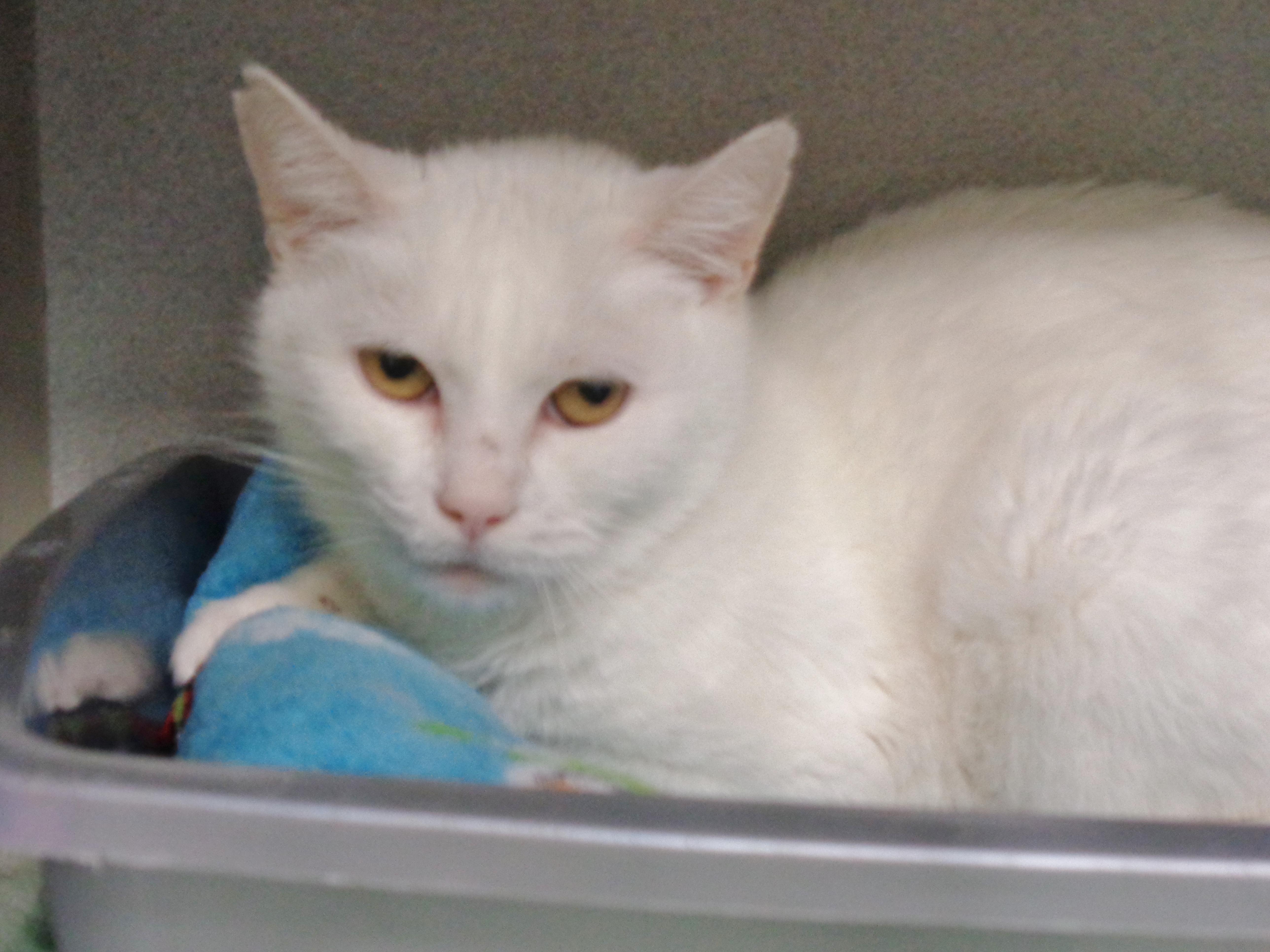 Enlarge PANNA COTTA, a ADOPTABLE Domestic Short Hair in Delhi, NY image 4/6
