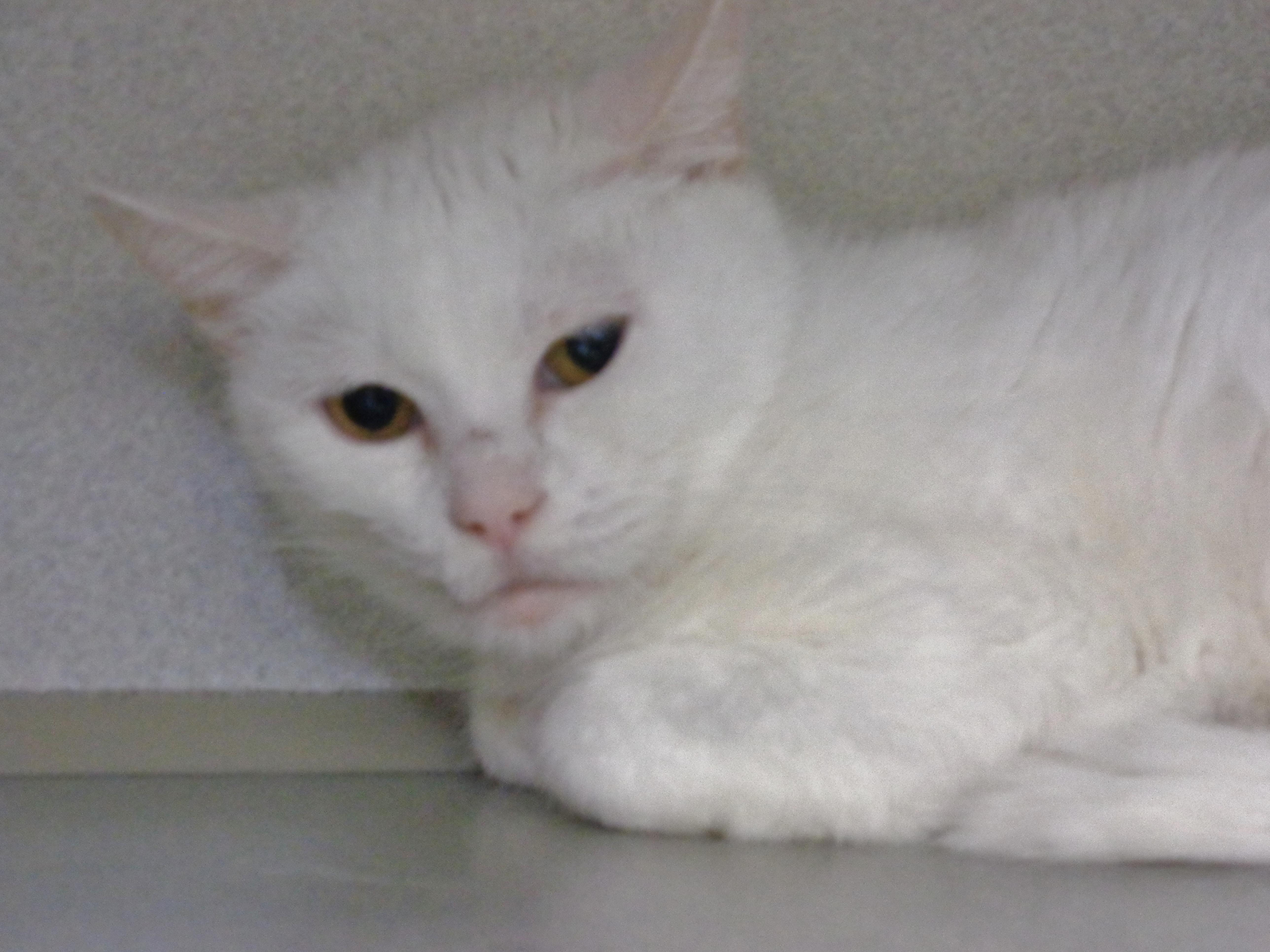 Enlarge PANNA COTTA, a ADOPTABLE Domestic Short Hair in Delhi, NY image 5/6