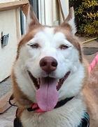 Neena D7481 (was Tootsie, Adoptable, Senior Female Husky.