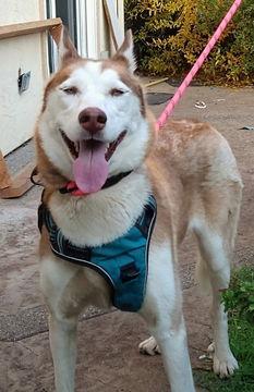 Neena D7481 (was Tootsie, a Adoptable Husky in Fremont, CA image 2/6