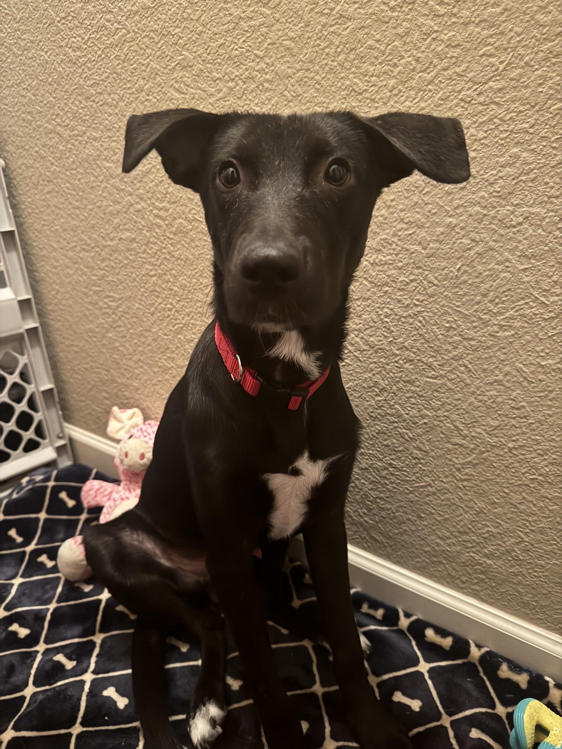 Lego, Adoptable, Puppy Male Black Labrador Retriever & Mixed Breed.