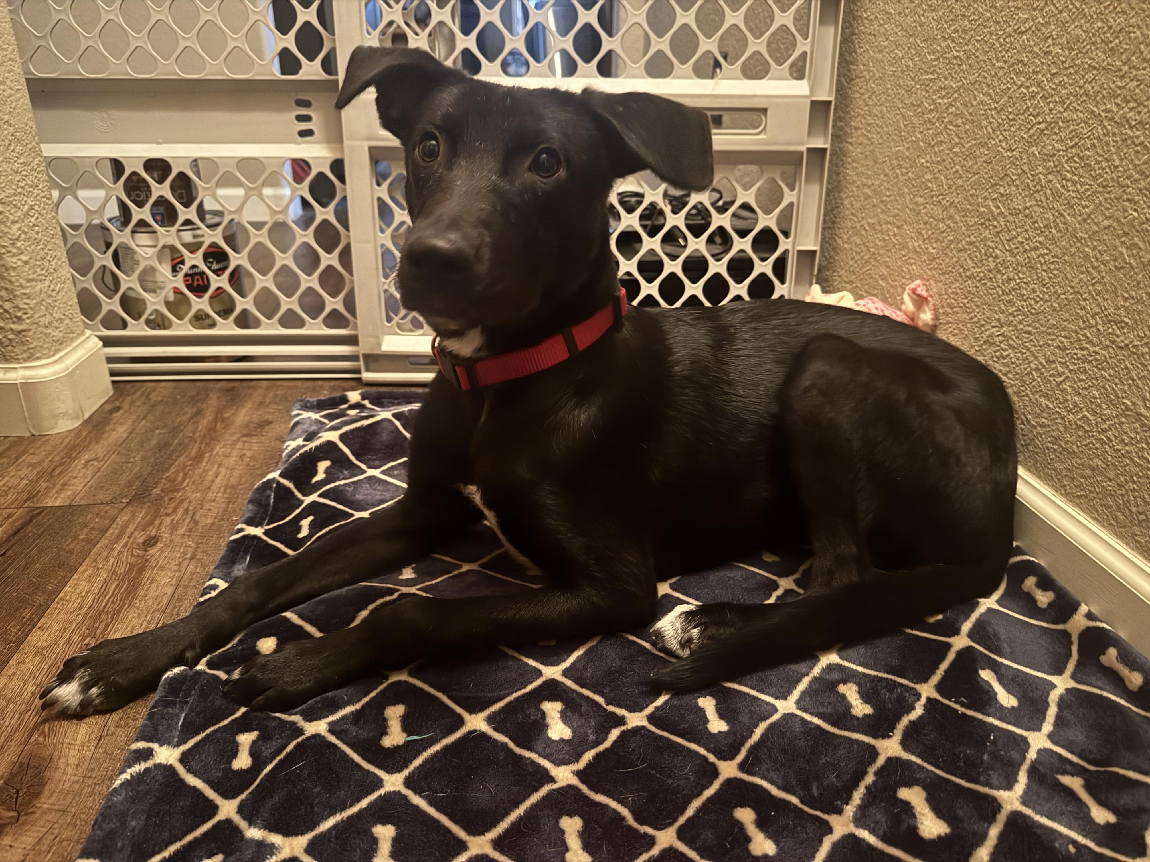 Enlarge Lego, a Adoptable mixed breed in Glendale, AZ image 3/3