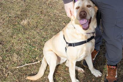 Dani, Adoptable, Adult Female Labrador Retriever & Mixed Breed.