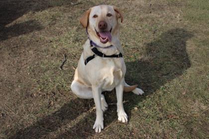 Enlarge Dani, a Adoptable mixed breed in Kansas City, MO image 2/2