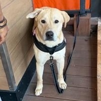 Enlarge Rex, a ADOPTABLE mixed breed in LEHIGH ACRES, FL image 6/6