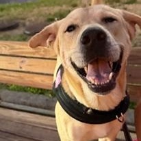 Rex, ADOPTABLE, Young Male Yellow Labrador Retriever.