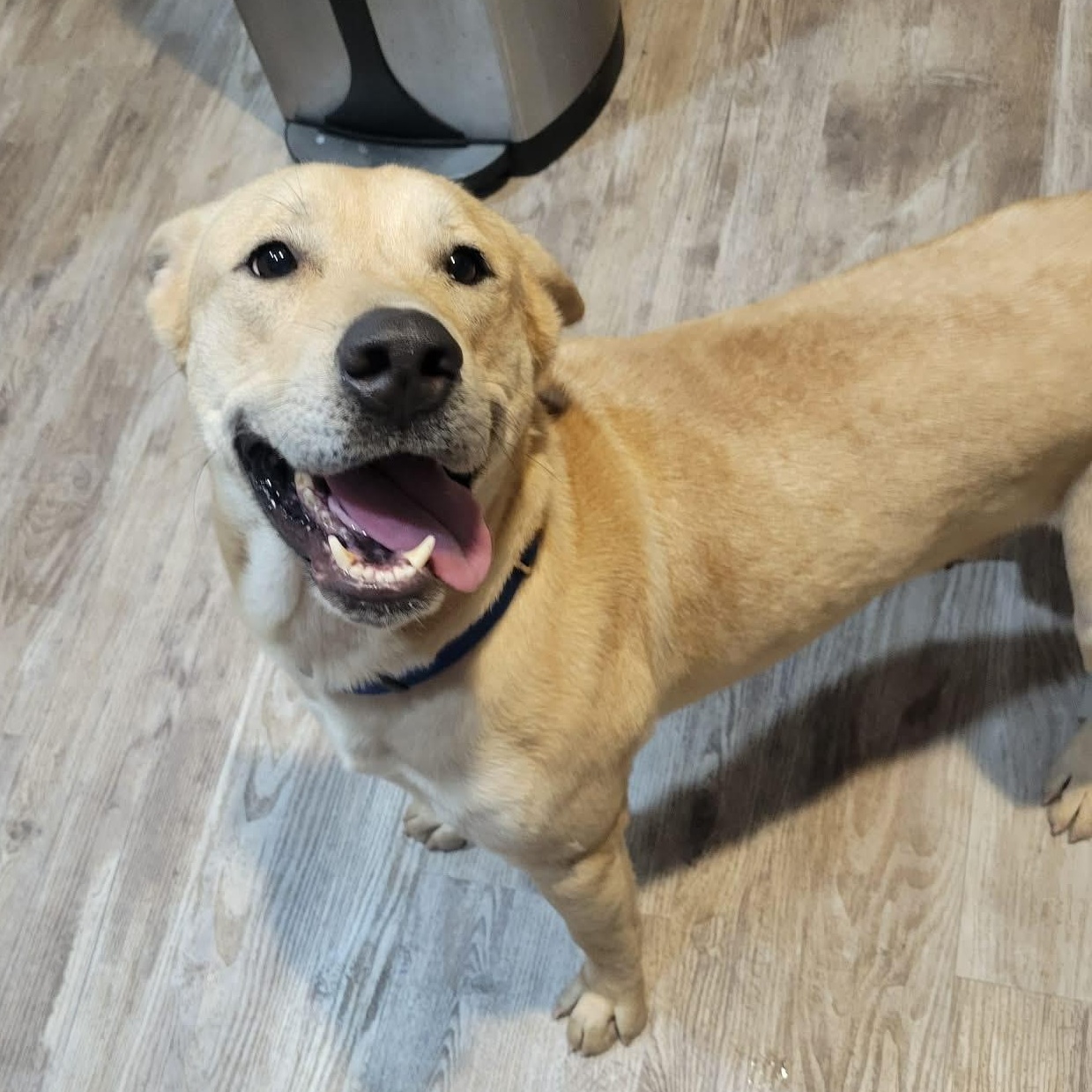 Enlarge Rex, a ADOPTABLE mixed breed in LEHIGH ACRES, FL image 5/6