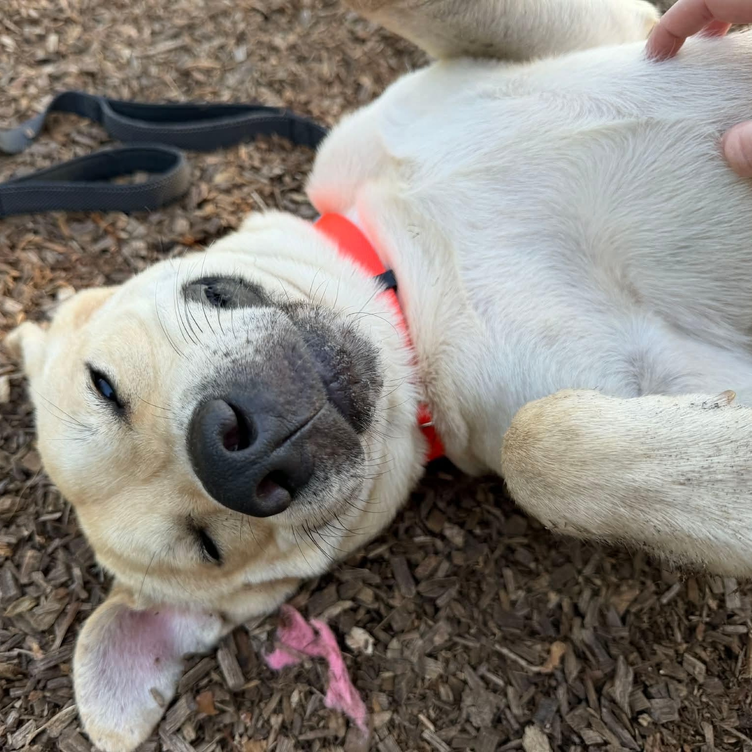 Rex, ADOPTABLE, Adult Male Yellow Labrador Retriever.