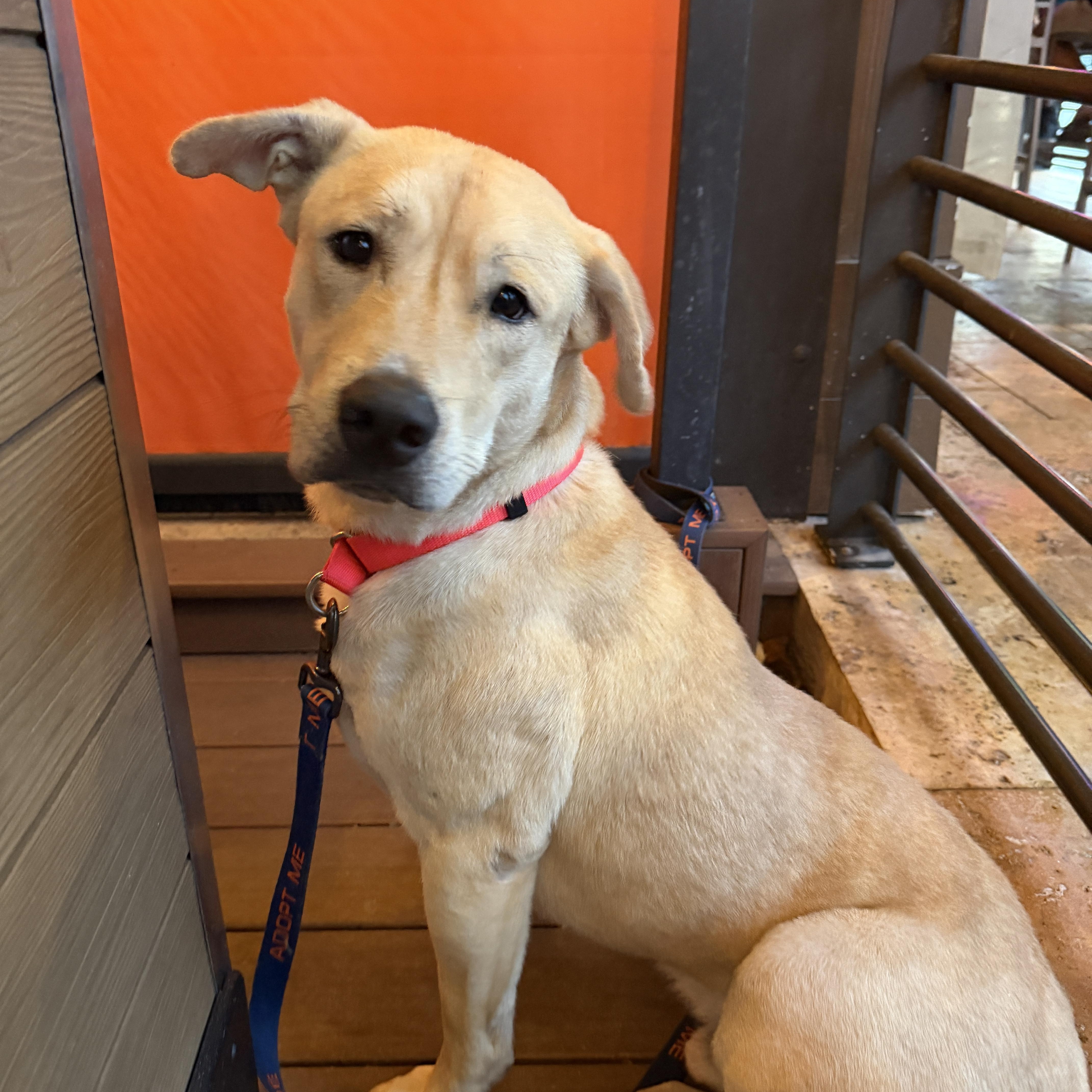 Enlarge Rex, a ADOPTABLE mixed breed in LEHIGH ACRES, FL image 3/6