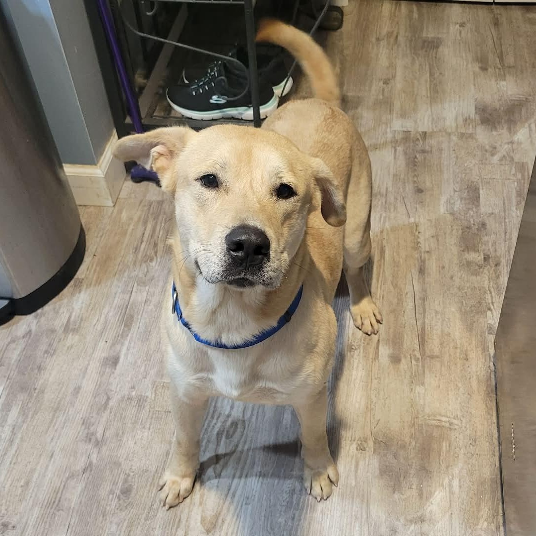Rex, ADOPTABLE, Adult Male Yellow Labrador Retriever.