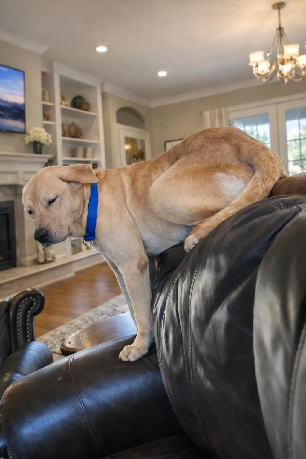 Enlarge Rex, a ADOPTABLE mixed breed in LEHIGH ACRES, FL image 3/5