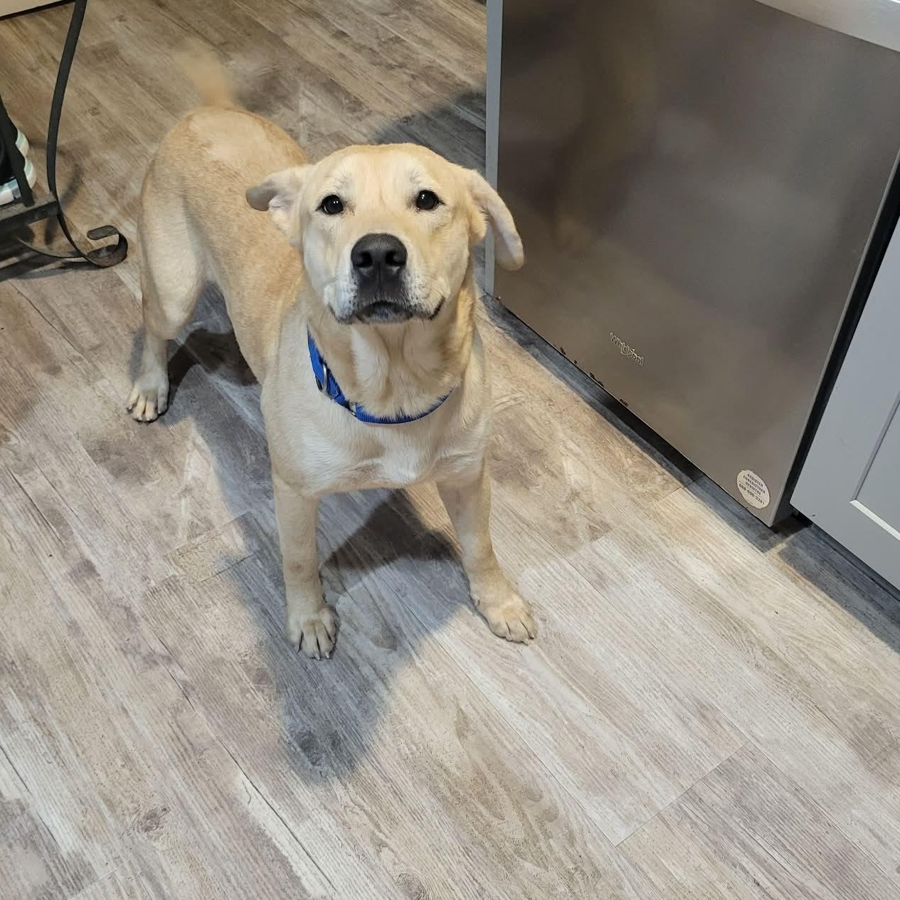 Rex, ADOPTABLE, Young Male Yellow Labrador Retriever.