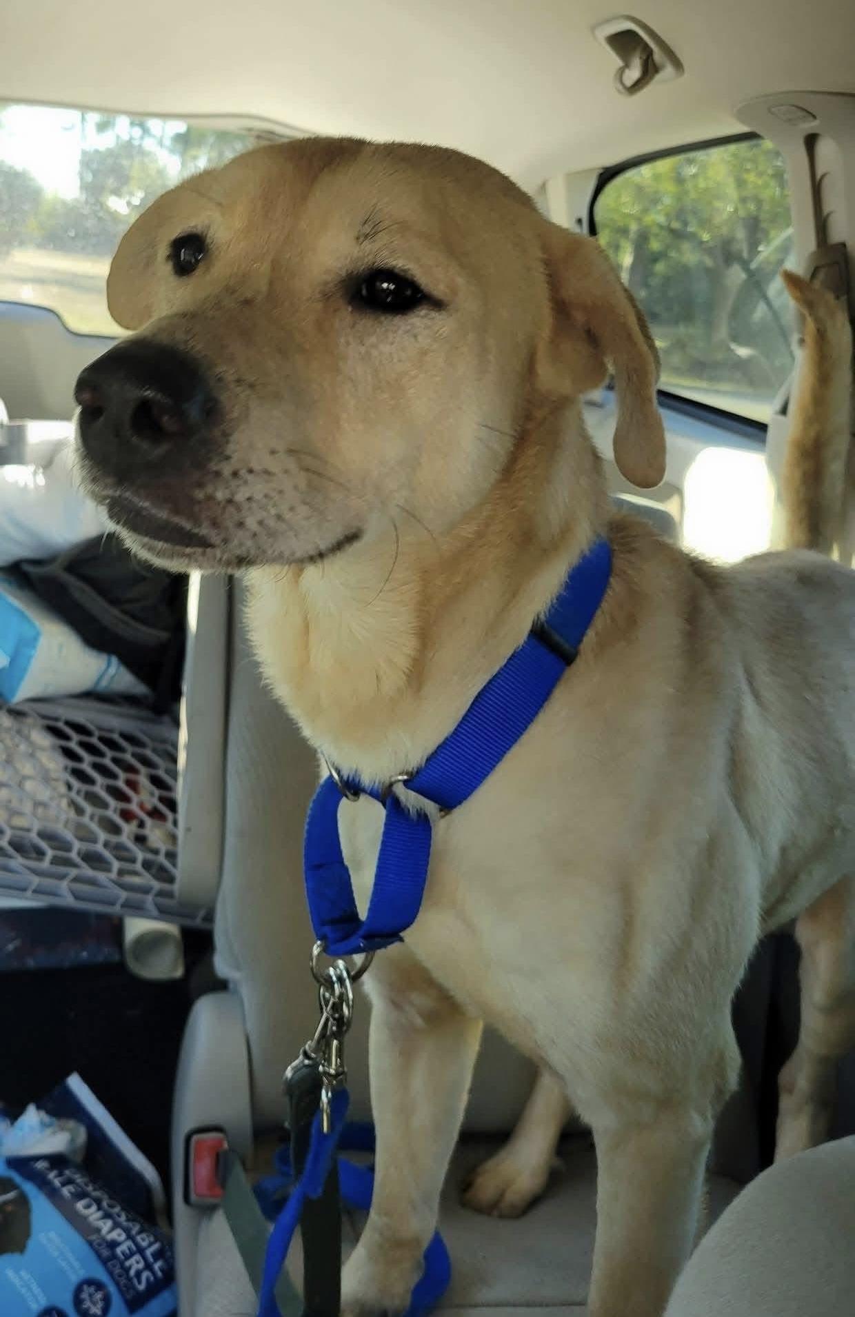 Enlarge Rex, a ADOPTABLE mixed breed in LEHIGH ACRES, FL image 4/5