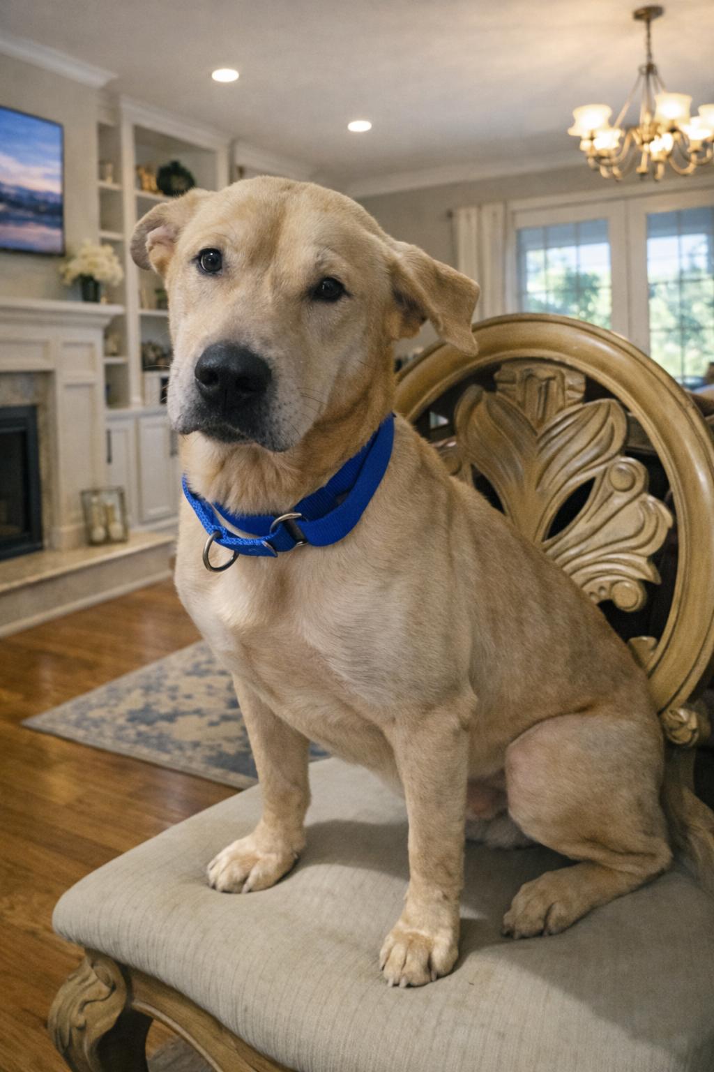 Enlarge Rex, a ADOPTABLE mixed breed in LEHIGH ACRES, FL image 1/5