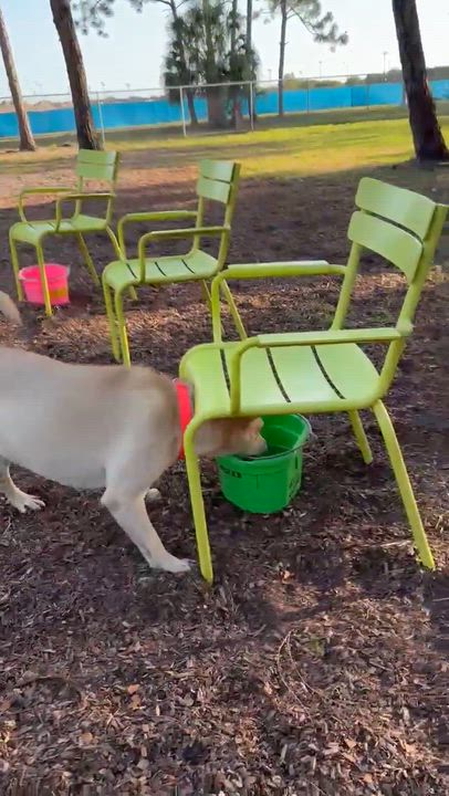 Enlarge Rex, a ADOPTABLE mixed breed in LEHIGH ACRES, FL video 6/6