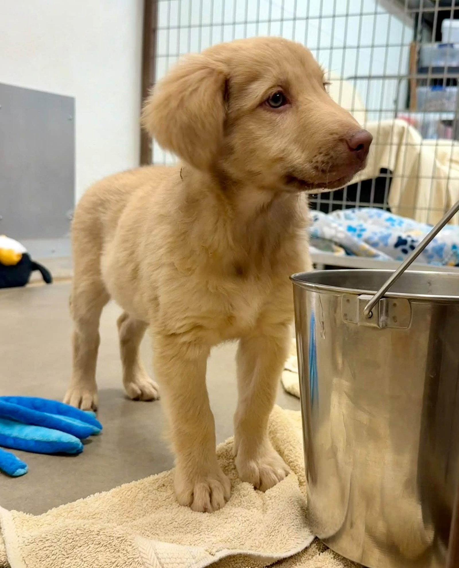 Wink, Adoptable, Puppy Female Golden Retriever & Anatolian Shepherd.