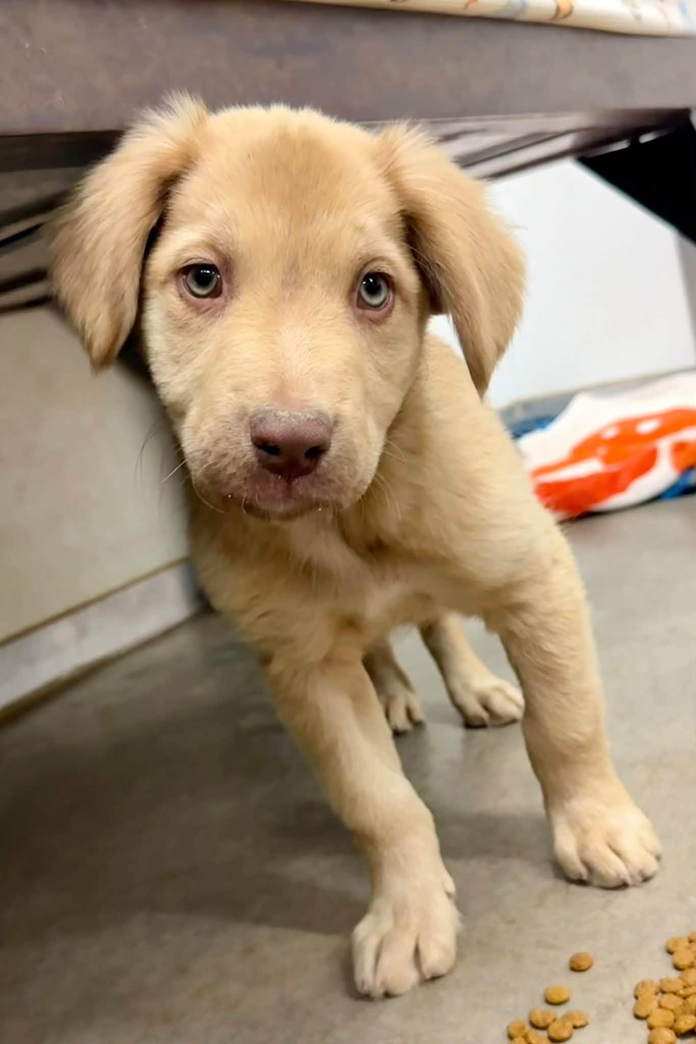 Enlarge Wink, a Adoptable mixed breed in Phoenix, AZ image 2/3