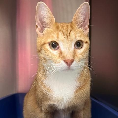 Stitch, Adoptable, Adult Male Domestic Short Hair.