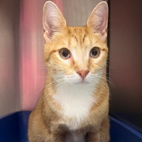 Stitch, a Adoptable Domestic Short Hair in Lake Panasoffkee, FL image 2/6