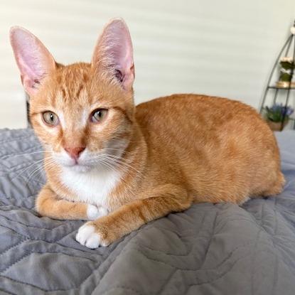 Stitch, a Adoptable Domestic Short Hair in Lake Panasoffkee, FL image 3/6