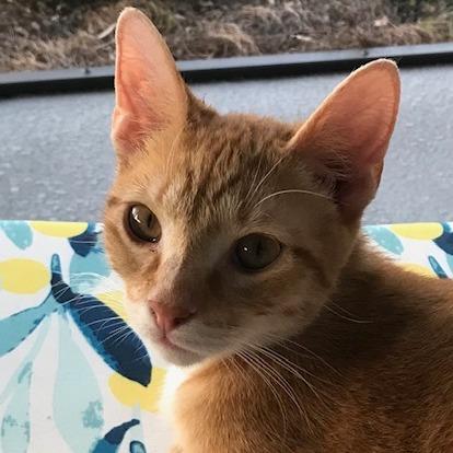 Stitch, a Adoptable Domestic Short Hair in Lake Panasoffkee, FL image 4/6