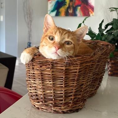 Stitch, a Adoptable Domestic Short Hair in Lake Panasoffkee, FL image 5/6