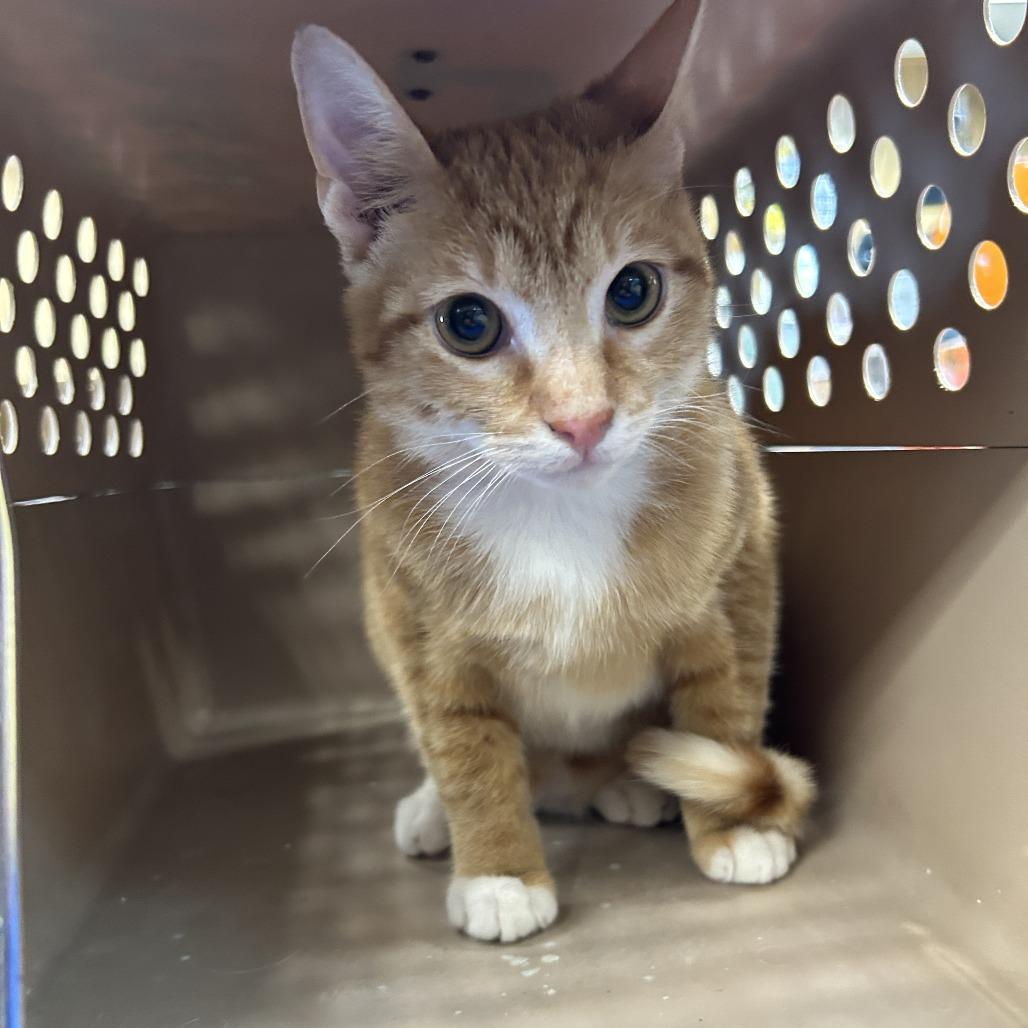 Stitch, a Adoptable Domestic Short Hair in Lake Panasoffkee, FL image 6/6