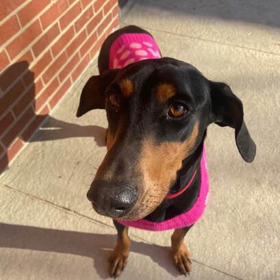 Enlarge Maxine, a ADOPTABLE mixed breed in Lumberton, NC image 1/1