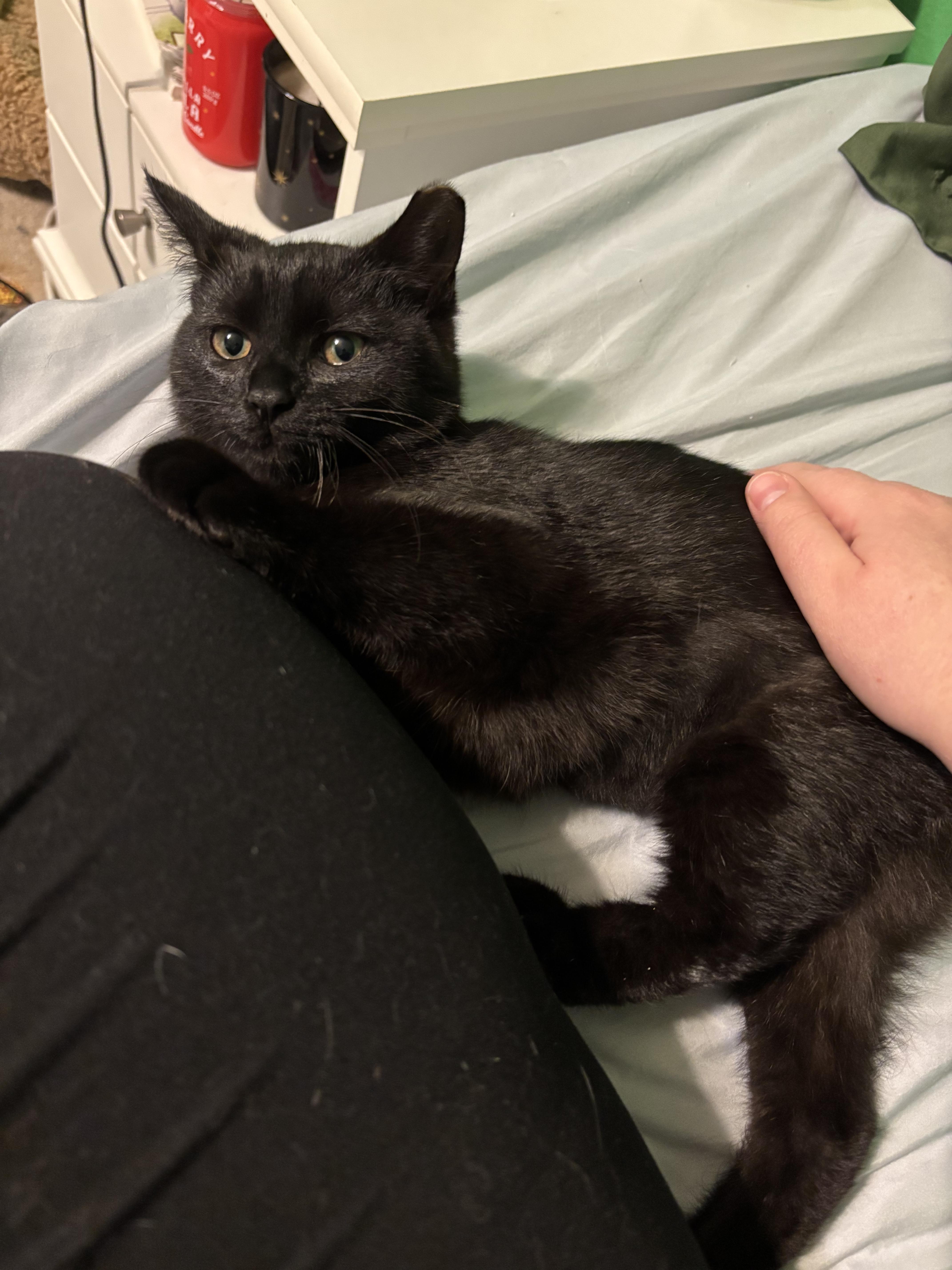 Cocoa , an adopted Domestic Short Hair in Wesley Chapel, FL image 2/6