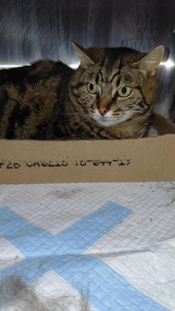 Rylo, Adoptable, Adult Male Domestic Short Hair.
