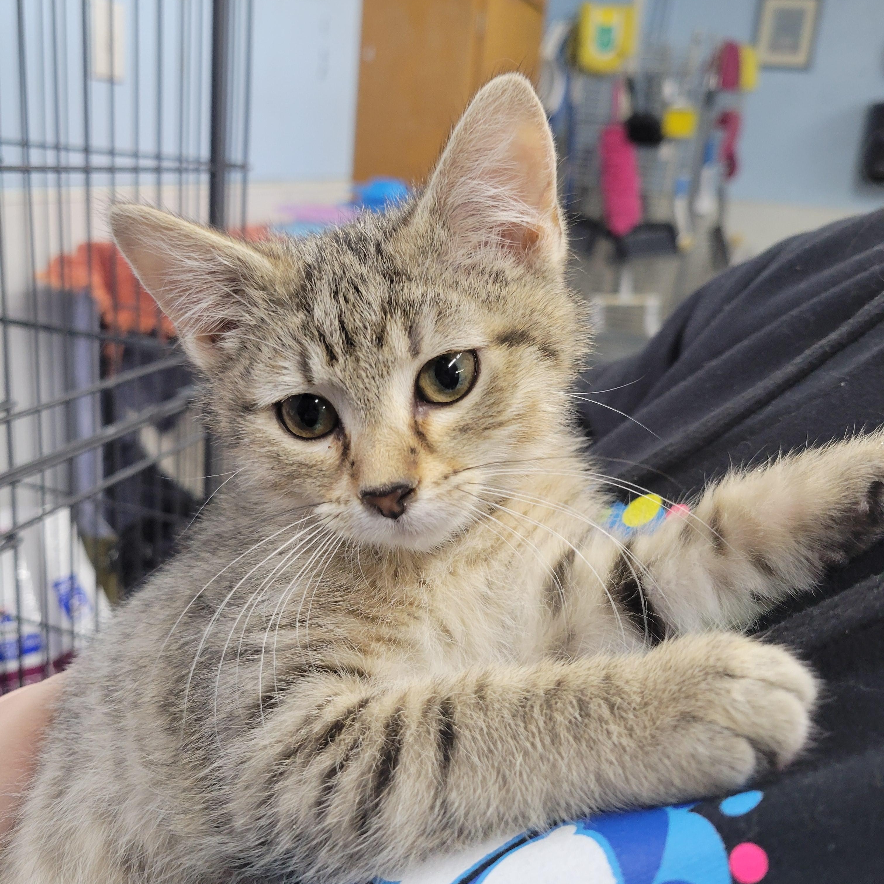 Enlarge Crystal , a ADOPTABLE Domestic Short Hair in Clarinda, IA image 2/3