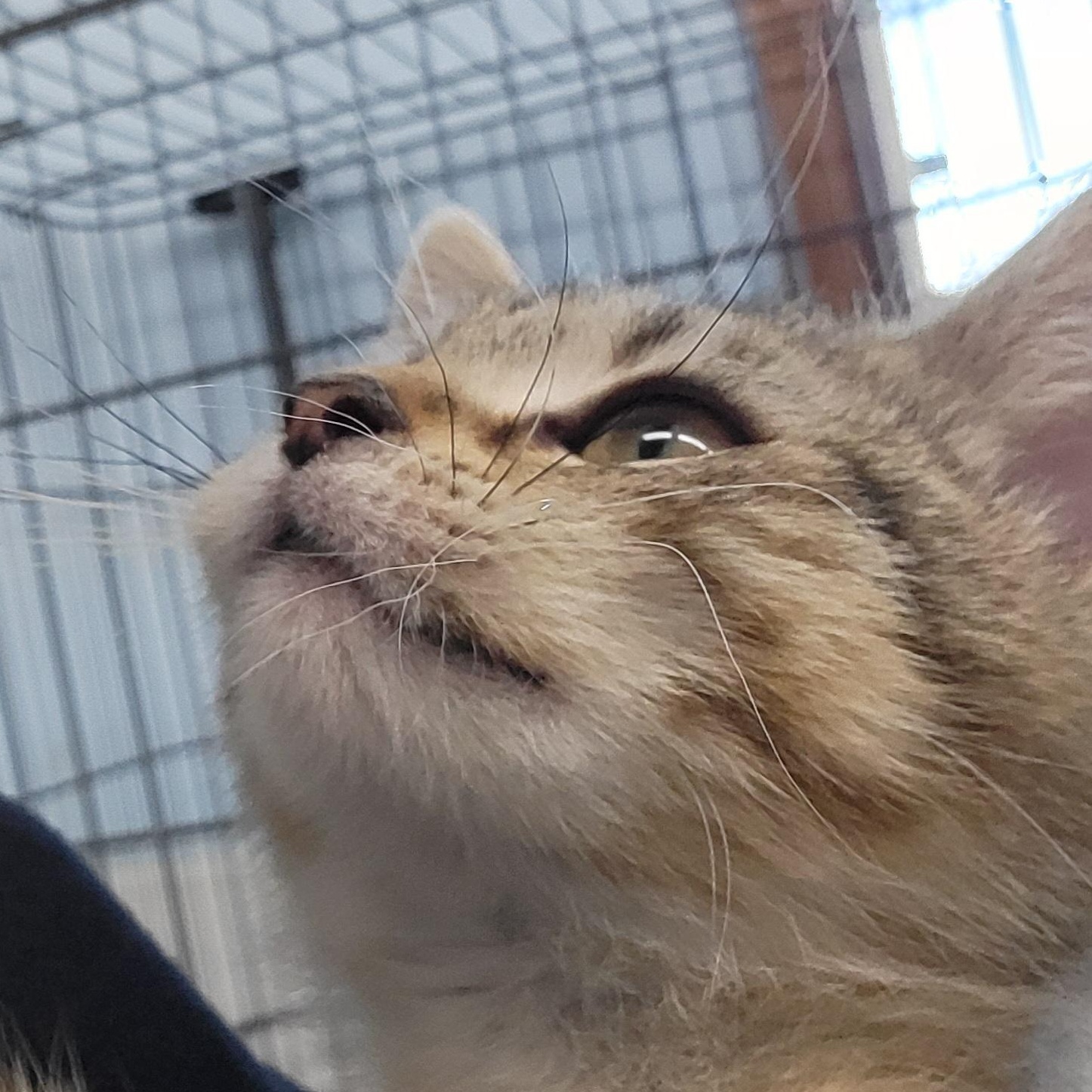 Enlarge Crystal , a ADOPTABLE Domestic Short Hair in Clarinda, IA image 3/3