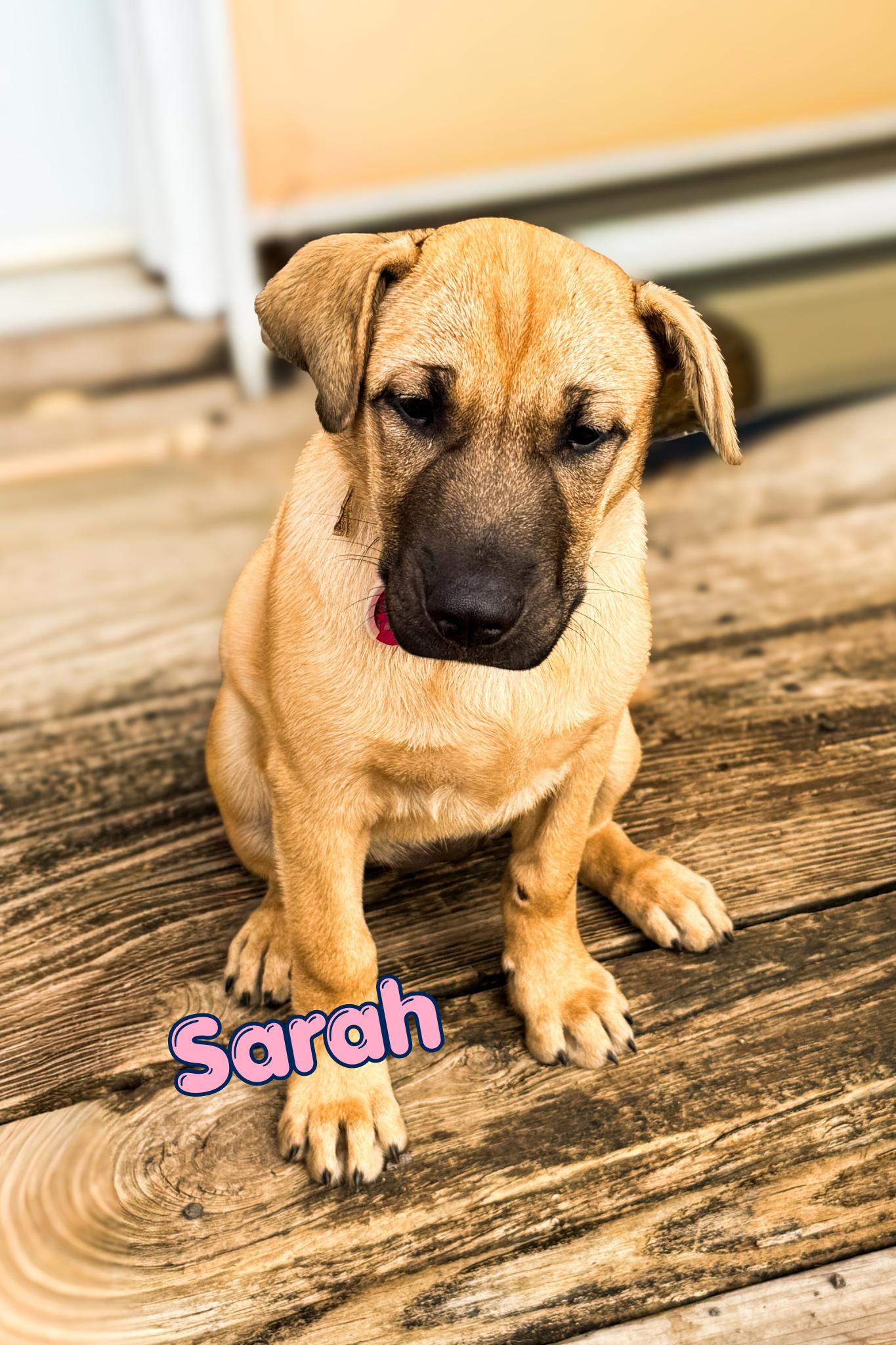 Enlarge Sarah, a Adoptable mixed breed in Branson, MO image 1/1