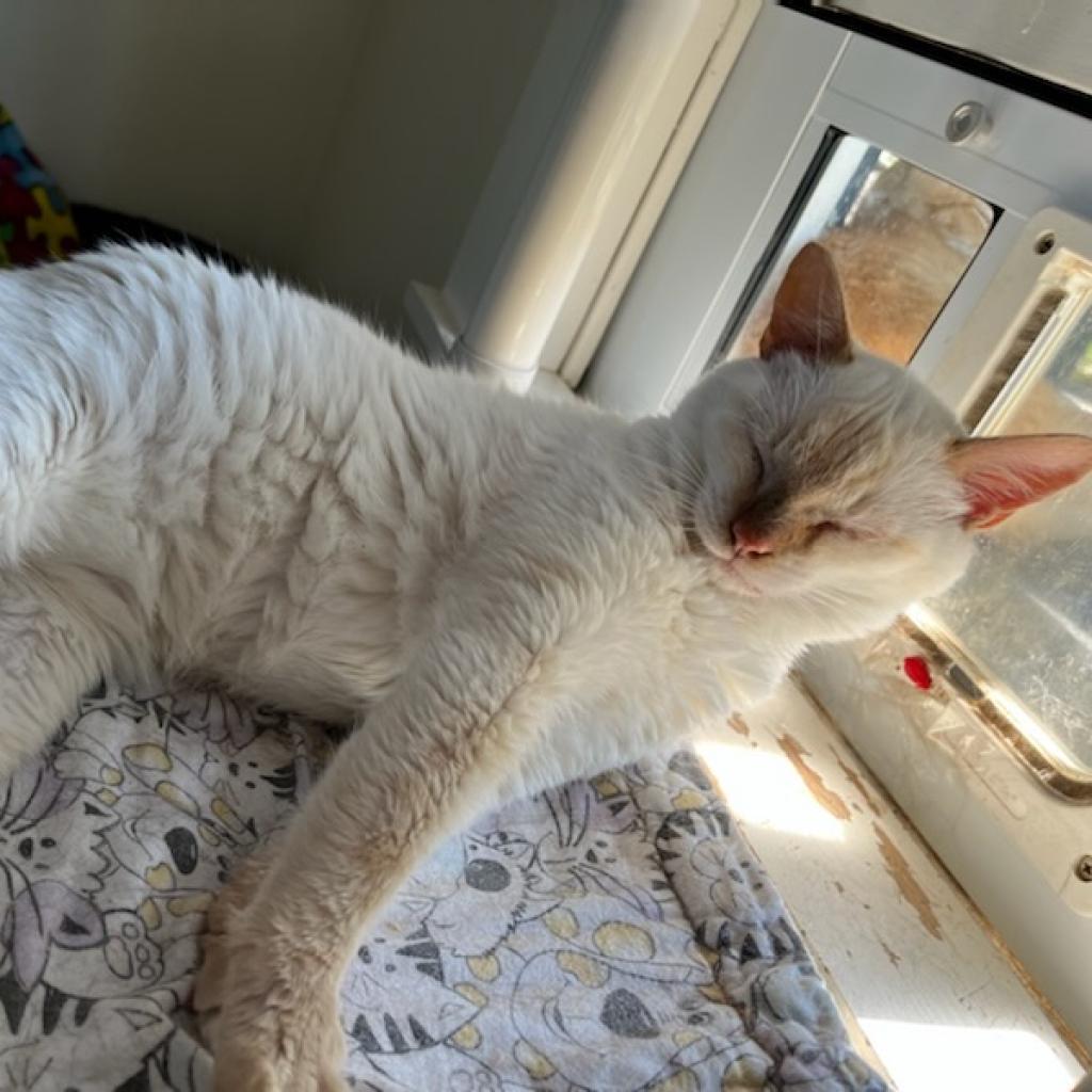 Koko, Adoptable, Adult Female Domestic Short Hair & Siamese.