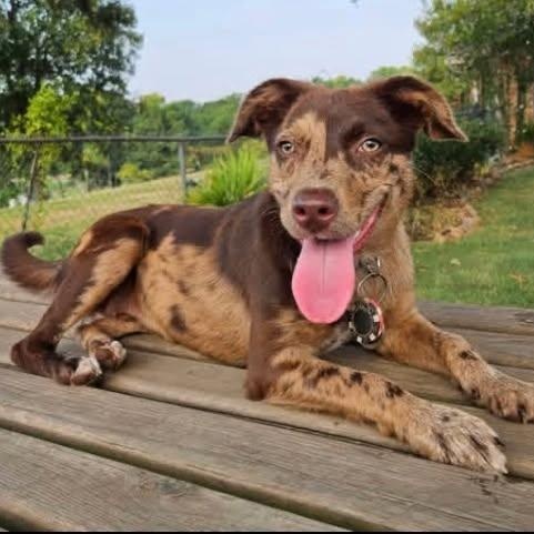 Enlarge Dosia, a Adoptable mixed breed in Chelmsford, MA image 1/5