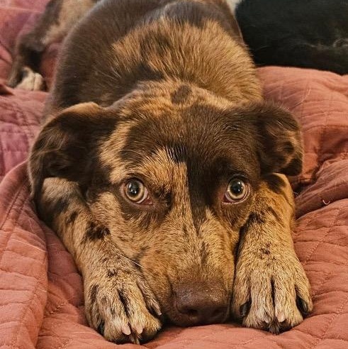 Enlarge Dosia, a Adoptable mixed breed in Chelmsford, MA image 2/5
