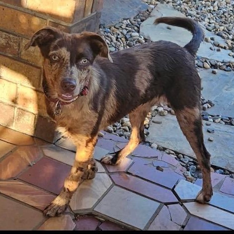 Enlarge Dosia, a Adoptable mixed breed in Chelmsford, MA image 4/5